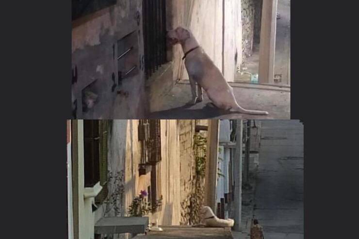 Aaron, cucciolo abbandonato davanti alla porta di casa, non ha mai smesso di sperare nel ritorno della sua famiglia. Oggi ha finalmente una nuova vita.