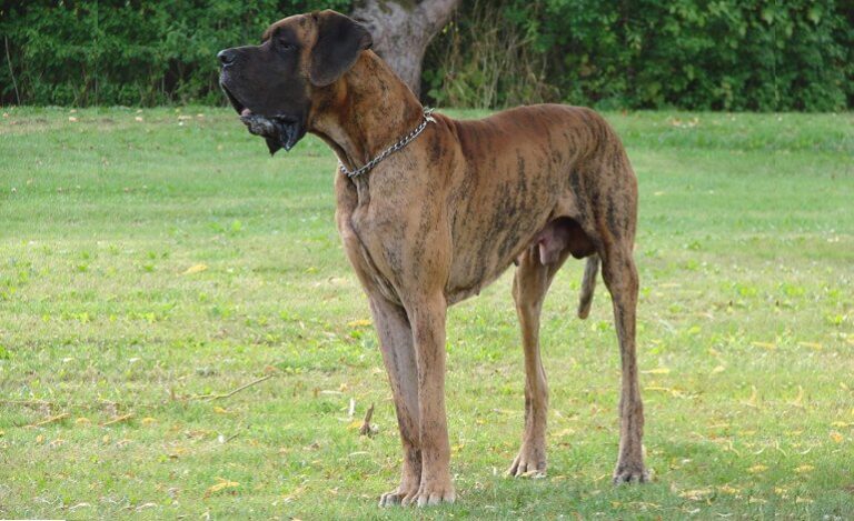 Un incontro nel bosco tra un cane gigante e un piccolo cerbiatto si è trasformato in un legame unico, durato sette anni e oltre ogni istinto naturale.