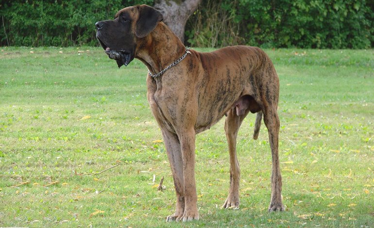 Un incontro nel bosco tra un cane gigante e un piccolo cerbiatto si è trasformato in un legame unico, durato sette anni e oltre ogni istinto naturale.