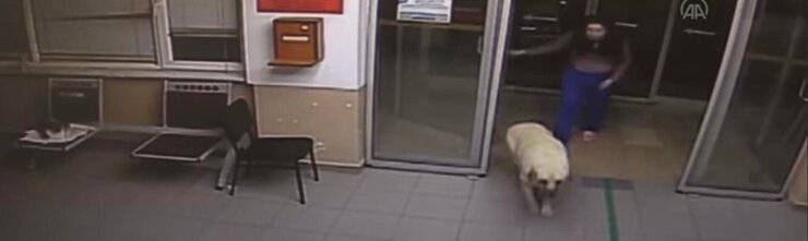 Davanti a una clinica in Turchia, una mamma cagnolina ha atteso il cucciolo ricoverato. Quando l’ha rivisto, lo ha subito allattato in una scena struggente.