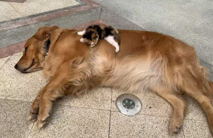Durante una passeggiata, Tang ha fiutato i lamenti di un gattino in pericolo e lo ha guidato dal suo proprietario, che lo ha portato in salvo.