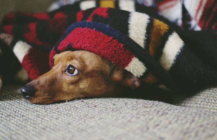 Archie, un bassotto di 14 settimane, è stato strappato dal trasportino nell’auto della proprietaria anziana. Offerta una ricompensa per ritrovarlo.
