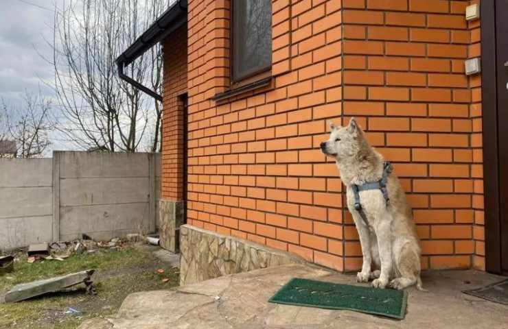 La cagnolona Akita, rimasta per giorni davanti alla porta della padrona defunta, ha trovato una nuova famiglia. A prendersi cura di lei è Nadezhda, “speranza” in ucraino.