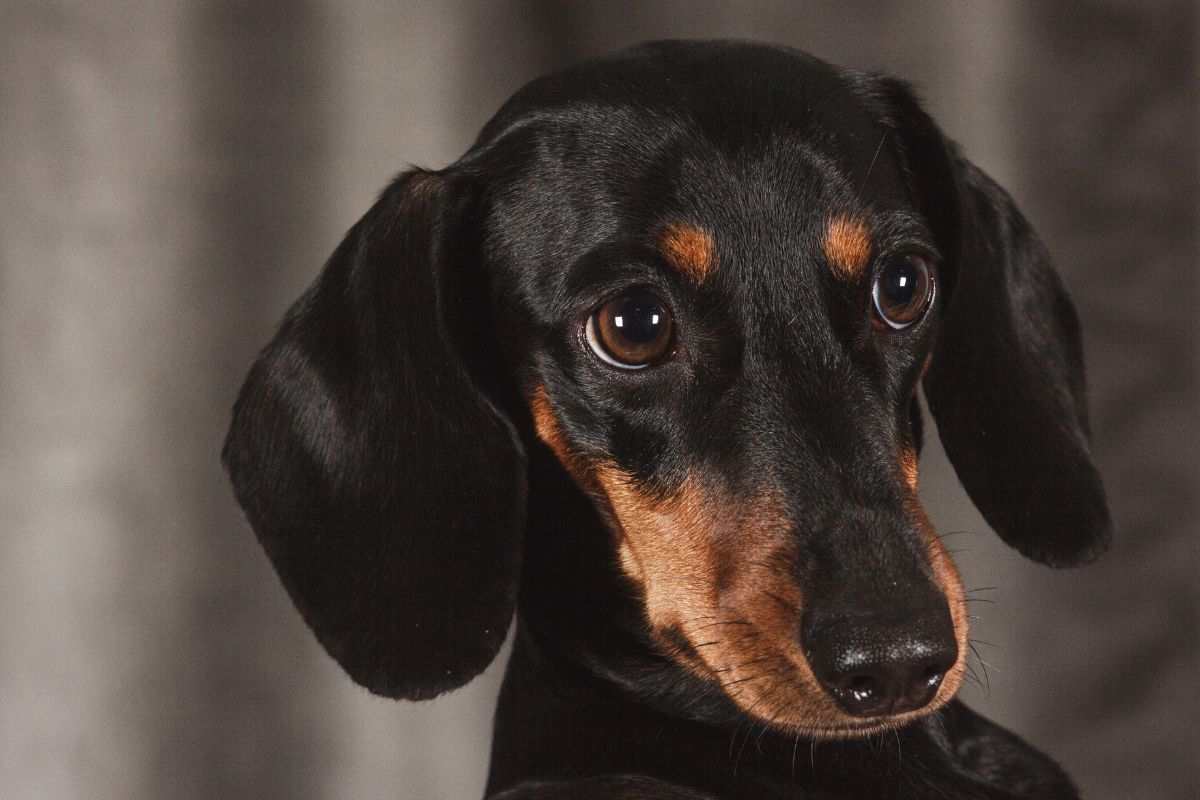 Un trentenne ha picchiato selvaggiamente il suo cane davanti a testimoni: il bassotto è vivo grazie all’intervento disperato della fidanzata e di un amico.