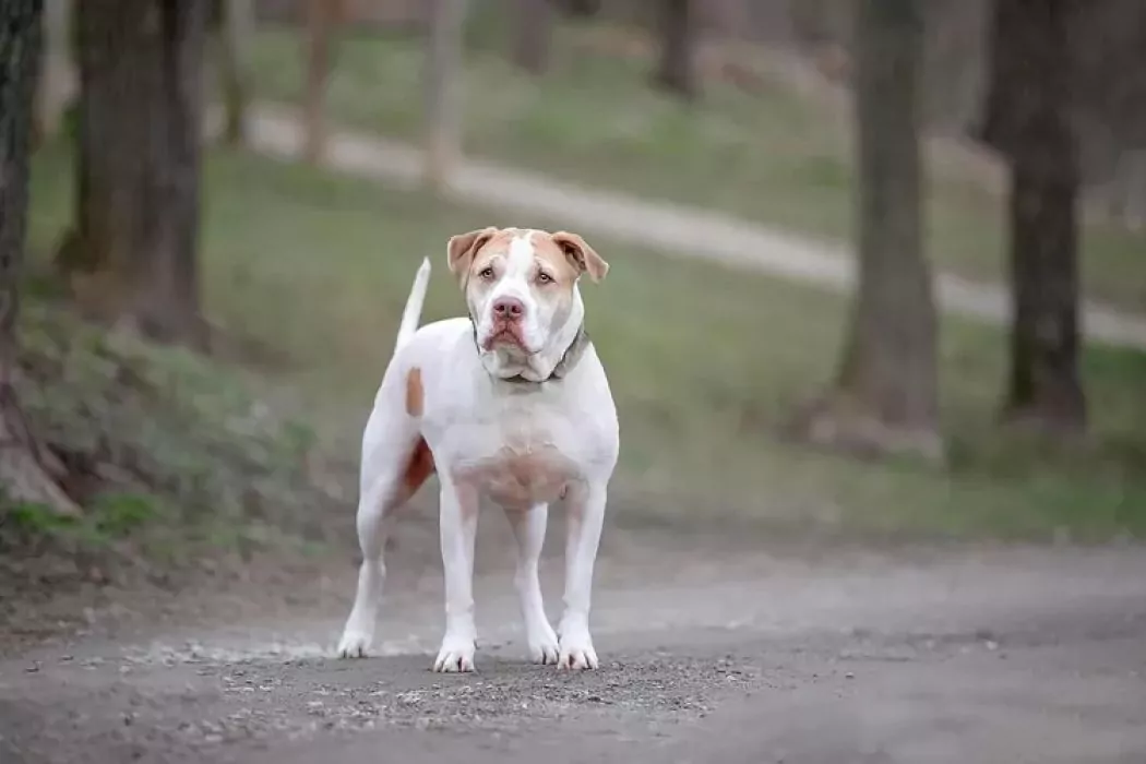 Per oltre quattro anni ha vissuto dietro le sbarre di un rifugio. Oggi Coco, il Pitbull timido e dolcissimo, ha finalmente trovato la sua famiglia.