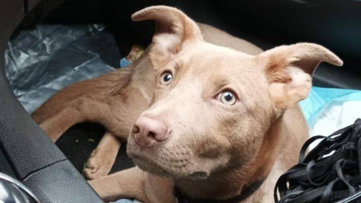Investita ad Acicatena, curata con amore e poi adottata: la piccola Cookie oggi vive serena e la sua foto di gratitudine ha commosso il web.