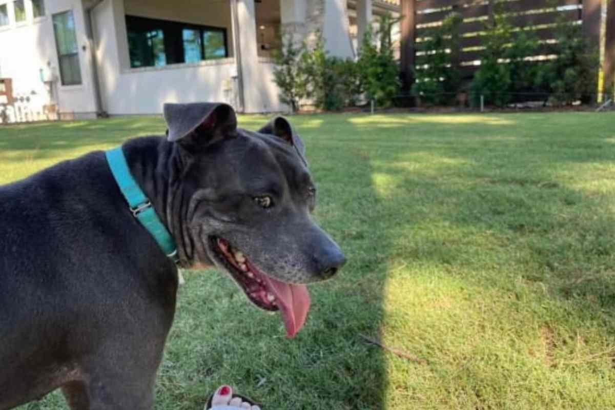 A Houston un Pitbull anziano stava per essere soppresso. Cornelius, docile e silenzioso, ha trovato speranza grazie a volontari e a un’adozione provvisoria.
