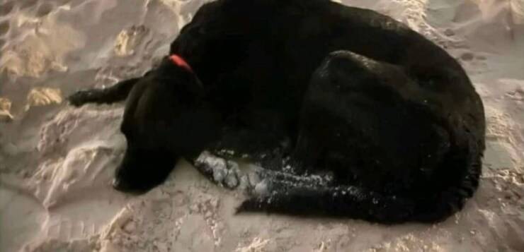 Un cane attende invano il ritorno del suo proprietario annegato in mare a Playa Martina. I presenti si mobilitano per offrirgli una nuova casa.