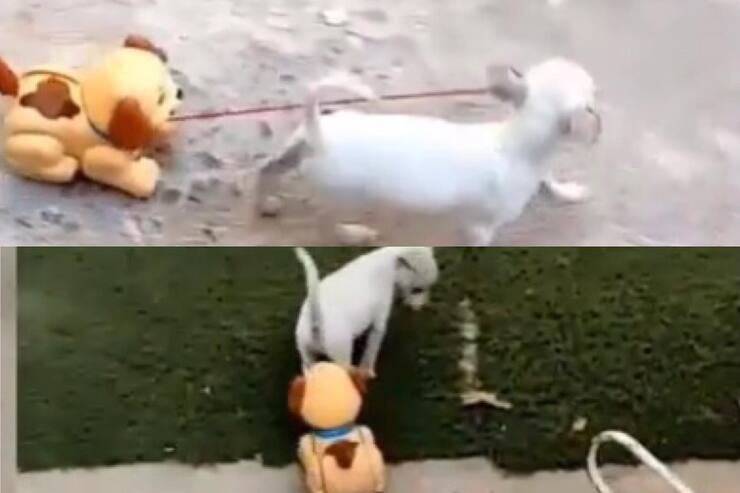 Un cagnolino riceve in dono un giocattolo identico a lui e lo porta a spasso come fosse vero. Il video conquista milioni di visualizzazioni su TikTok.