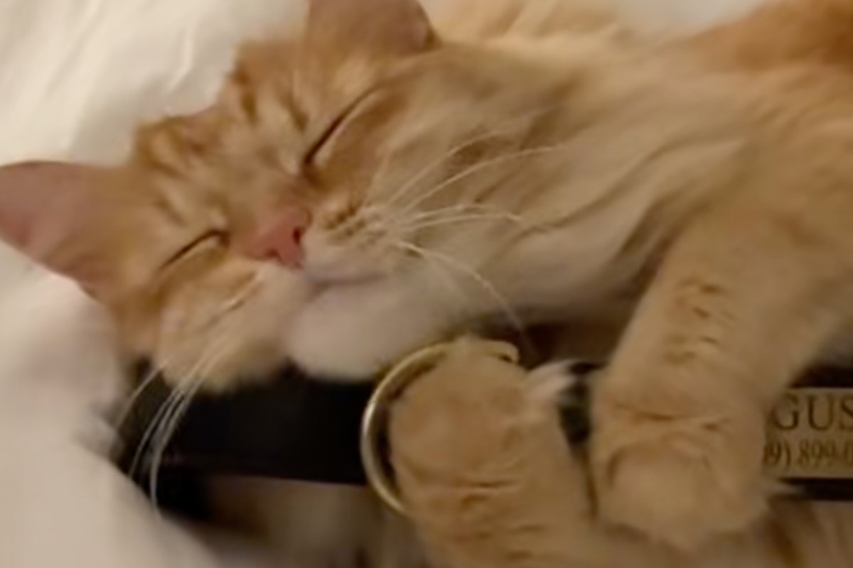Da sei mesi senza il suo compagno cane, un micio arancione stringe ogni notte il collare di Gus, come se fosse ancora al suo fianco.