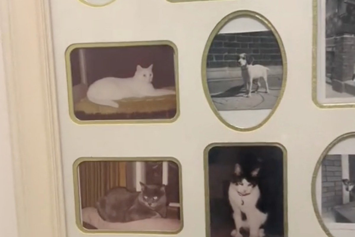 Una semplice bacheca acquistata per caso in un mercatino si è trasformata in un tesoro nascosto di ricordi d’amore tra umani e animali.