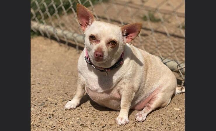Portata in un rifugio per essere soppressa, la chihuahua Rosemary è stata salvata dai volontari: con dieta e cure ha perso peso e ora cerca una famiglia.
