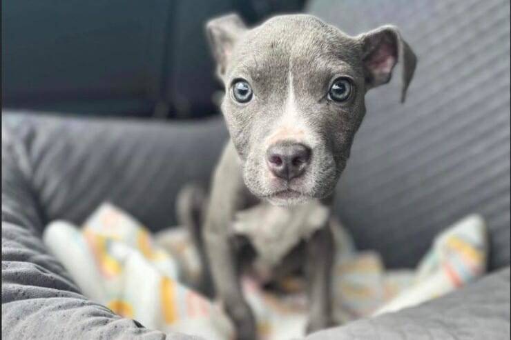 A Houston un Pitbull di 10 settimane è stato lasciato solo a morire di fame. Ora Simon è salvo e aspetta una famiglia che lo adotti.