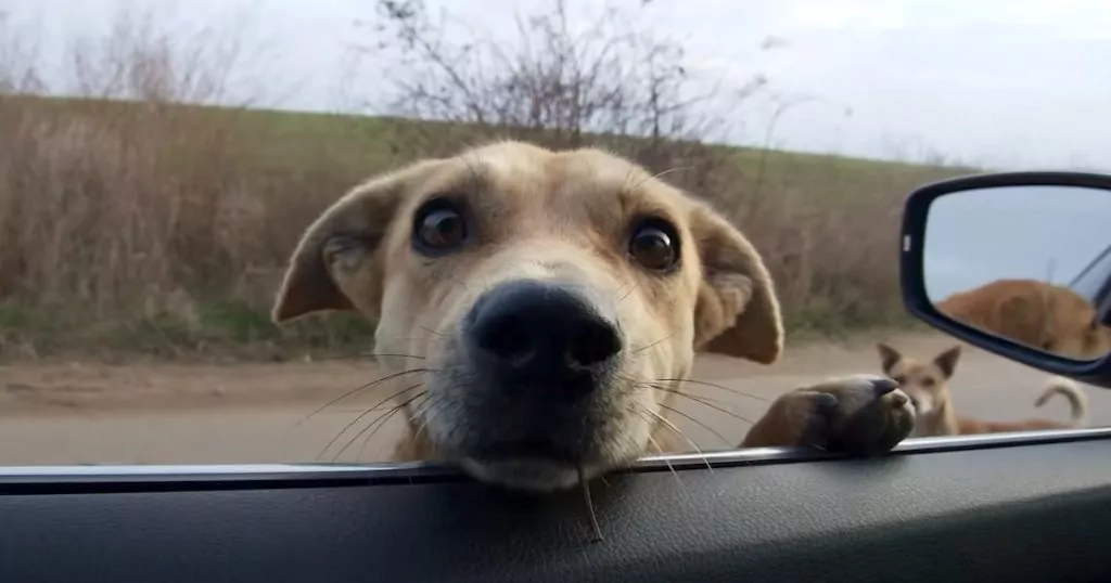 Con uno sguardo disperato ha chiesto aiuto a un automobilista: grazie a lui, i suoi cuccioli intrappolati nelle fognature sono stati salvati e adottati.