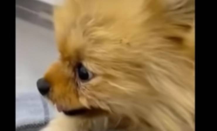 Il padrone lo lasciava solo ogni volta che perdeva il pelo. Oggi il cagnolino, curato e amato, ha una seconda possibilità di vita.