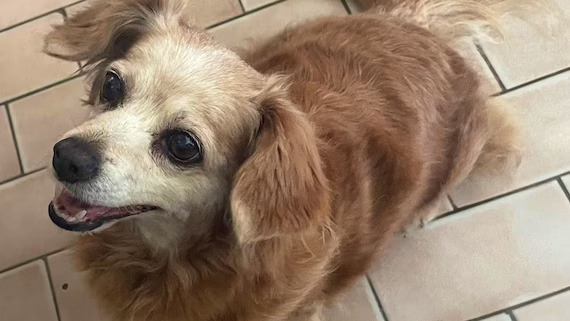 Ornella, dal Canton Vaud, non può rientrare in Svizzera col cane del padre defunto: la compagnia aerea lo vieta per un eccesso minimo di peso.