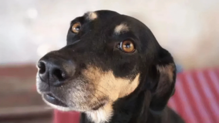 Karina, ancora distrutta per la perdita della sua cagnolina, incontra un cane identico a Neguinha. Per lei è un dono speciale, un segnale d’amore che continua.