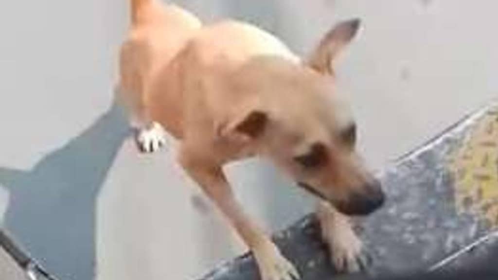 A Santos, vicino San Paolo, un cane randagio attende sempre lo stesso autista: un gesto d’amore quotidiano che commuove milioni di persone.