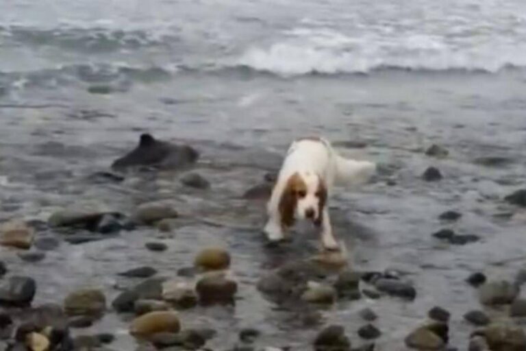 Si è piantato davanti alle rocce e non si è mosso finché il padrone non ha capito: un delfino era in pericolo.