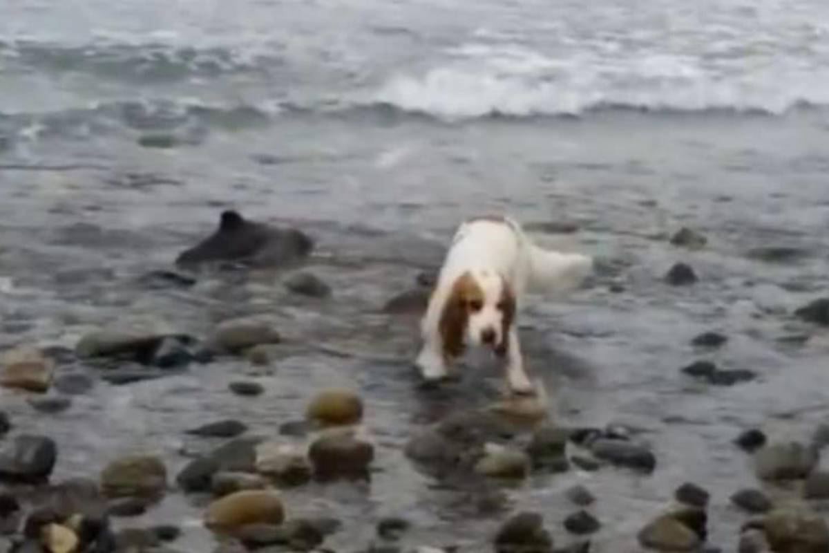 Si è piantato davanti alle rocce e non si è mosso finché il padrone non ha capito: un delfino era in pericolo.