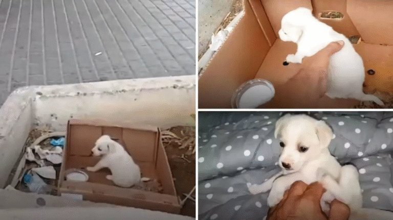 Ignorata da chi passava, la piccola Maisie è stata salvata dal rifugio Takis Shelter in Grecia: ora sogna una vera famiglia pronta ad amarla.