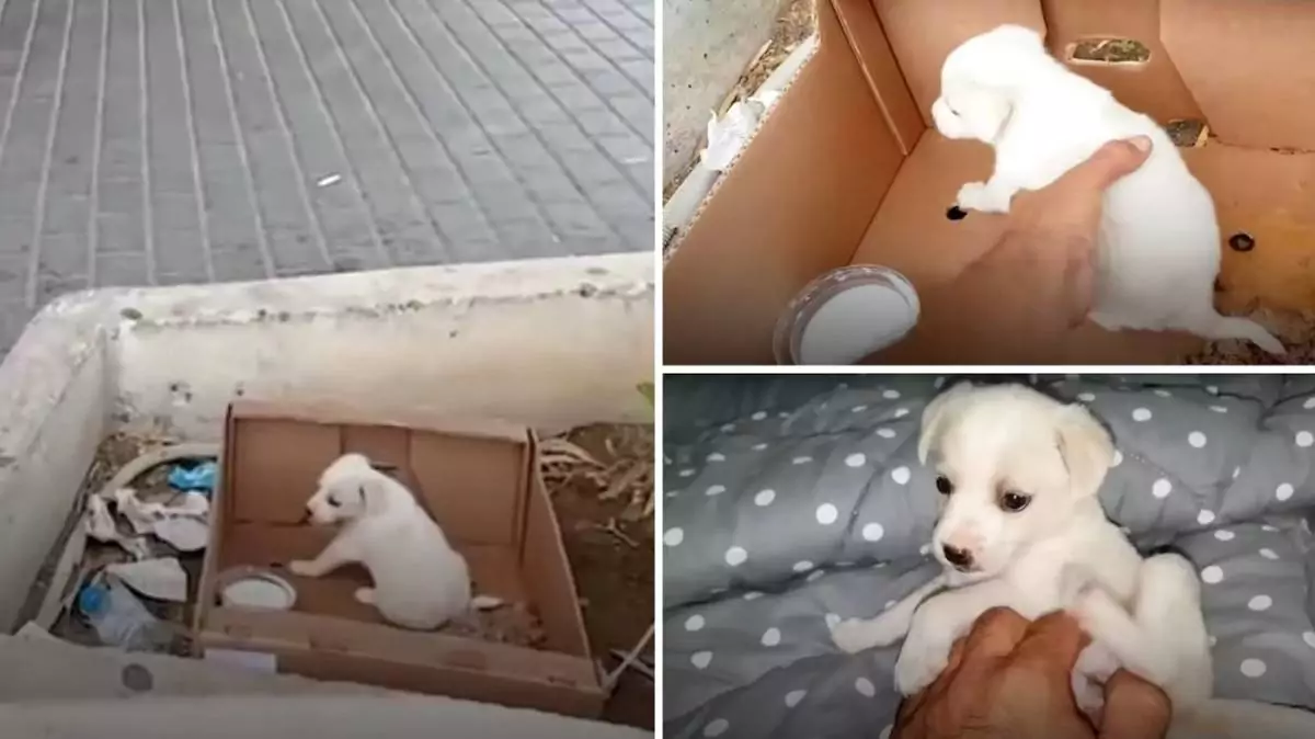 Ignorata da chi passava, la piccola Maisie è stata salvata dal rifugio Takis Shelter in Grecia: ora sogna una vera famiglia pronta ad amarla.