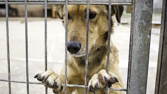 Una donna aveva denunciato il rifugio per latrati e abbai. Ora l’Enpa dovrà trasferire gran parte degli animali, nonostante i rilievi fonometrici sotto la soglia di legge.