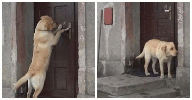 Dopo aver vagato e vissuto in un rifugio, il Labrador Max ha trovato la forza di scappare per tornare alla sua casa. Ma la famiglia era andata via.