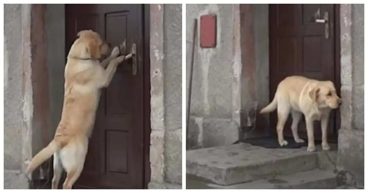 Dopo aver vagato e vissuto in un rifugio, il Labrador Max ha trovato la forza di scappare per tornare alla sua casa. Ma la famiglia era andata via.