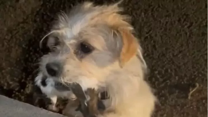 Abbandonata e affamata, una cagnolina ha chiesto aiuto per i suoi piccoli. Solo uno dei cinque cuccioli è riuscito a sopravvivere, tra lacrime e dolore.