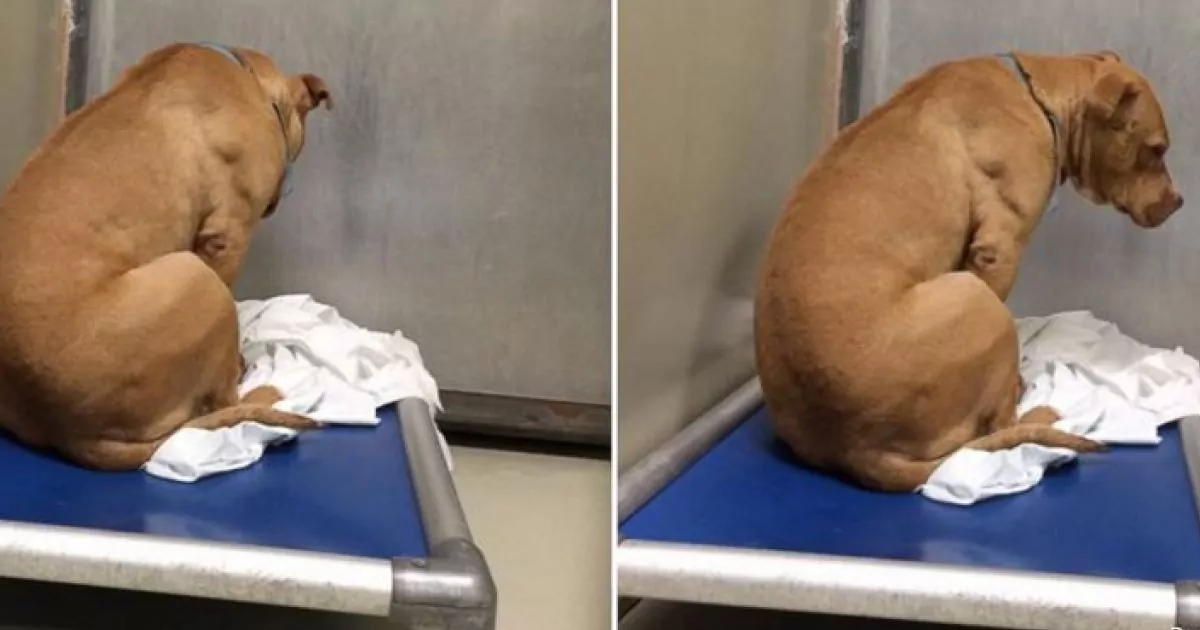 Dopo il ritorno in rifugio, March si era ammalato e isolato. Ma un incontro speciale ha cambiato per sempre il suo destino.