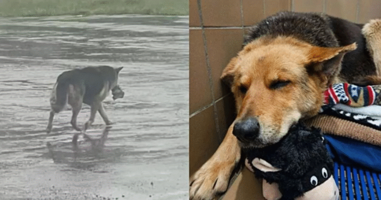 Rimasta senza padrone, Nikki ha continuato a camminare da sola per le strade con il suo inseparabile peluche, simbolo di conforto e speranza.
