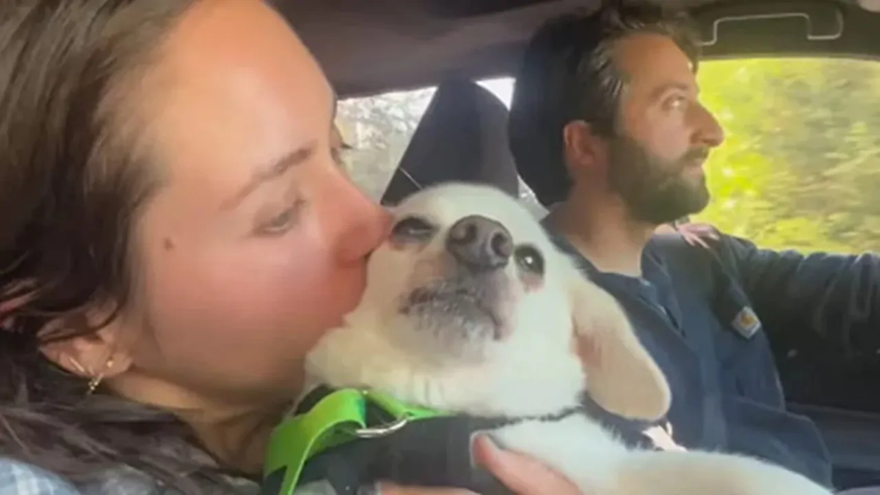 Heather e il compagno hanno speso tutti i risparmi delle nozze per curare il loro amato cane Elvis, colpito da gravi crisi di salute.
