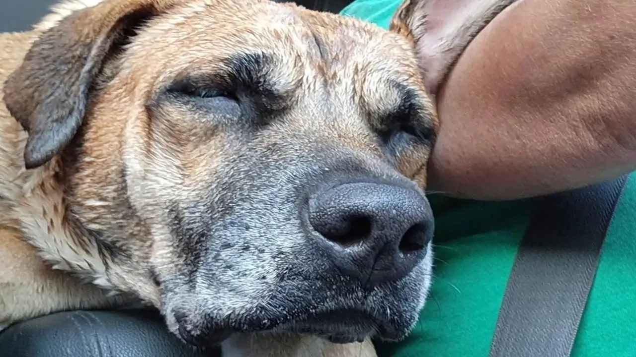 Il loro legame non si è mai spezzato: dopo due anni di separazione forzata, Minnie ha ritrovato il suo proprietario, in remissione dalla malattia.