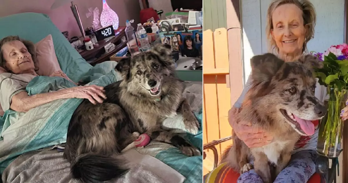 Un dolce incrocio tra Australian Shepherd e Shiba Inu porta di nuovo la felicità nella vita di una signora anziana che aveva perso tutto.