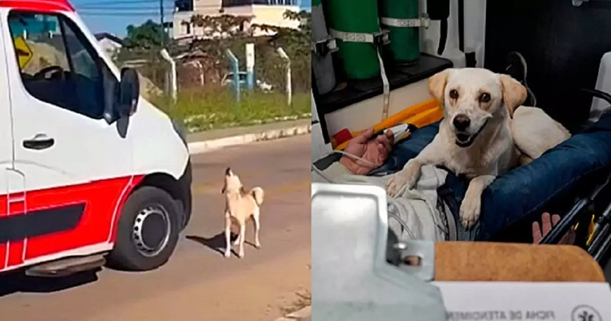 Quando il suo proprietario ha avuto un attacco epilettico in strada, il cane ha fatto di tutto per restargli accanto fino all’ospedale.