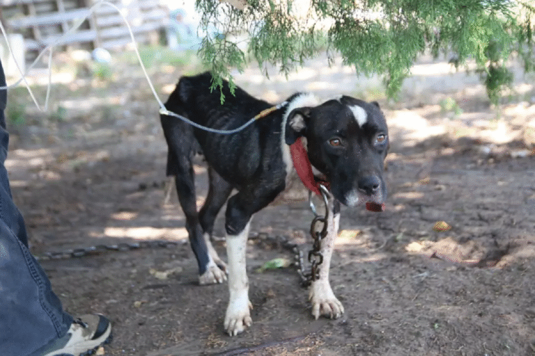 Trovato in un campo, emaciato e ferito, il pitbull Gwen Stefani è rinato grazie a cure, amore e pazienza. Oggi è un cane felice.