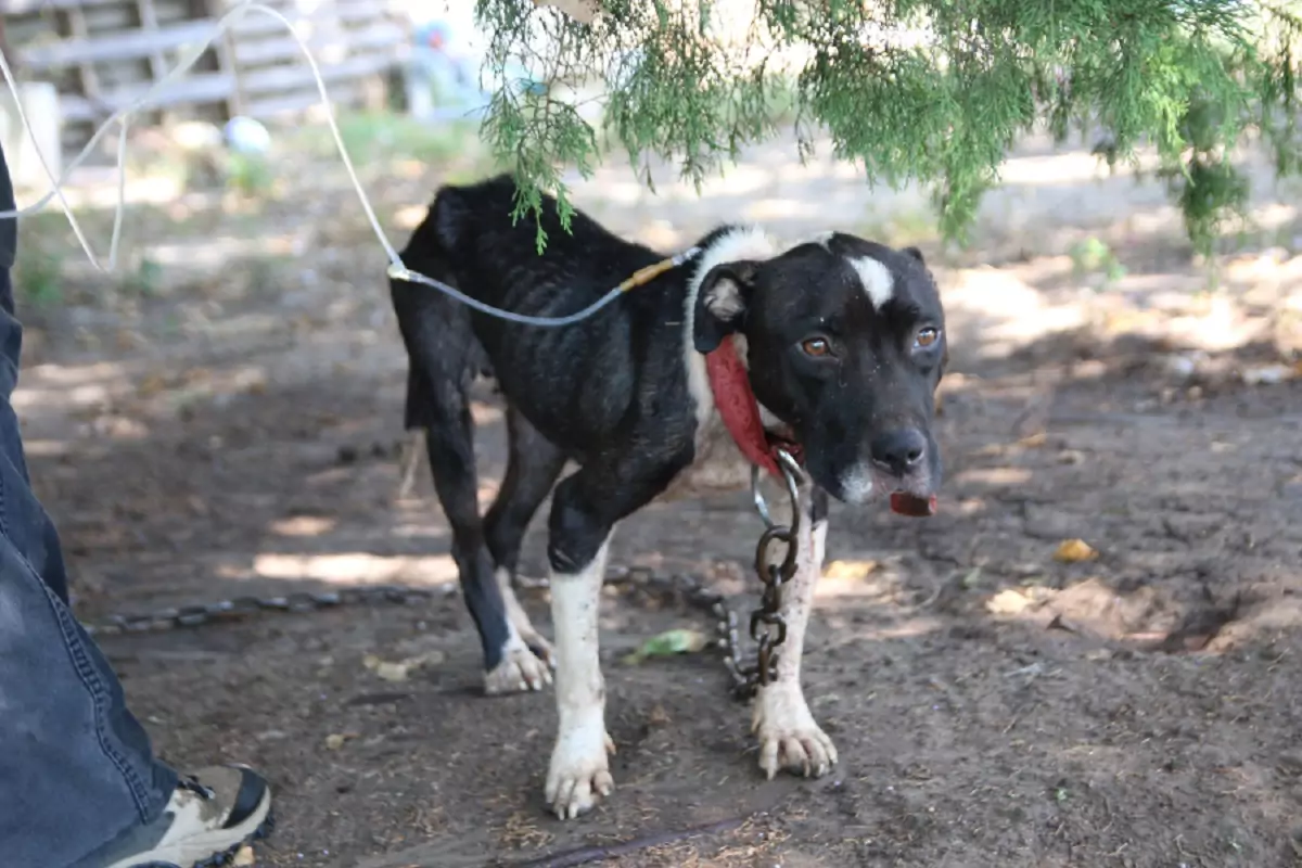 Trovato in un campo, emaciato e ferito, il pitbull Gwen Stefani è rinato grazie a cure, amore e pazienza. Oggi è un cane felice.