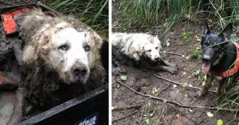 Disperso durante una passeggiata, il cane è stato ritrovato vivo dopo quasi due giorni grazie a un altro cane da soccorso. Una storia che commuove.