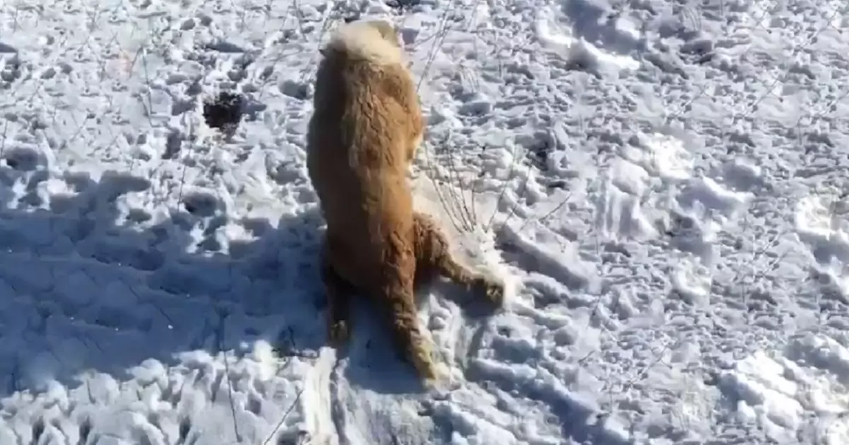 Ferita e incinta, Lapik si trascinava sulla neve cercando aiuto. Salvata da una persona di buon cuore, è riuscita a partorire e tornare a camminare.