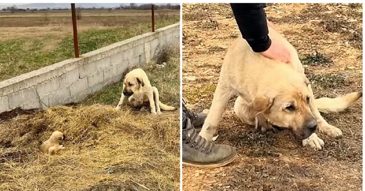 Ferita ma viva, la cagnolina Mika ha protetto il suo cucciolo Kenneth durante un incidente stradale. Le immagini del loro salvataggio hanno commosso il web.
