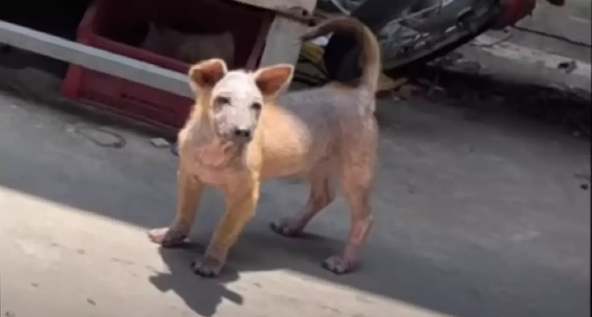 Legato a una corda e lasciato senza cibo, il piccolo Orange ha conosciuto la crudeltà dell’uomo. Ma il suo sguardo ha trovato una salvezza inattesa.