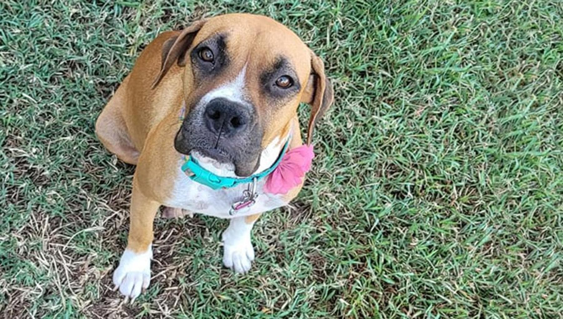 Trovata tremante sul ciglio della strada, la cagnolina Ladybird è stata salvata da una donna di passaggio. Oggi vive amata e al sicuro con la sua nuova famiglia.