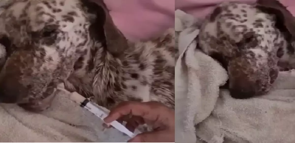 Dopo essere stato lasciato a morire per strada, Hope è stato salvato da una persona di buon cuore. Oggi ha ritrovato la forza di vivere e una nuova famiglia.