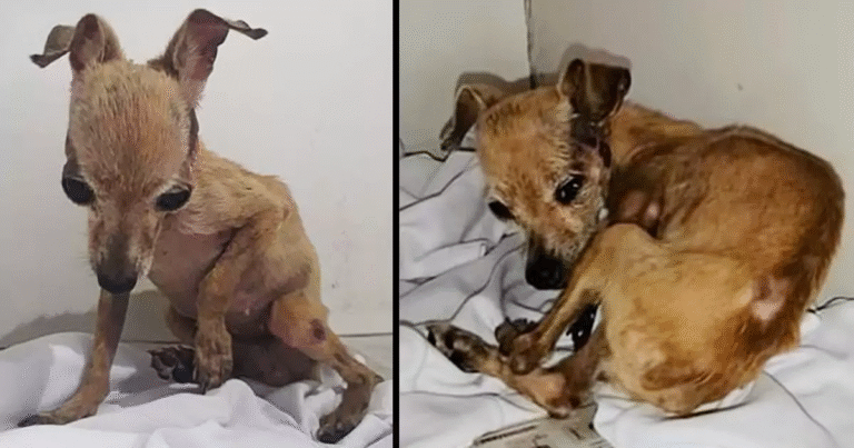 Trovata in strada in condizioni disperate, la cucciola di soli 4 mesi oggi ha una nuova famiglia e un amico speciale con cui giocare ogni giorno.