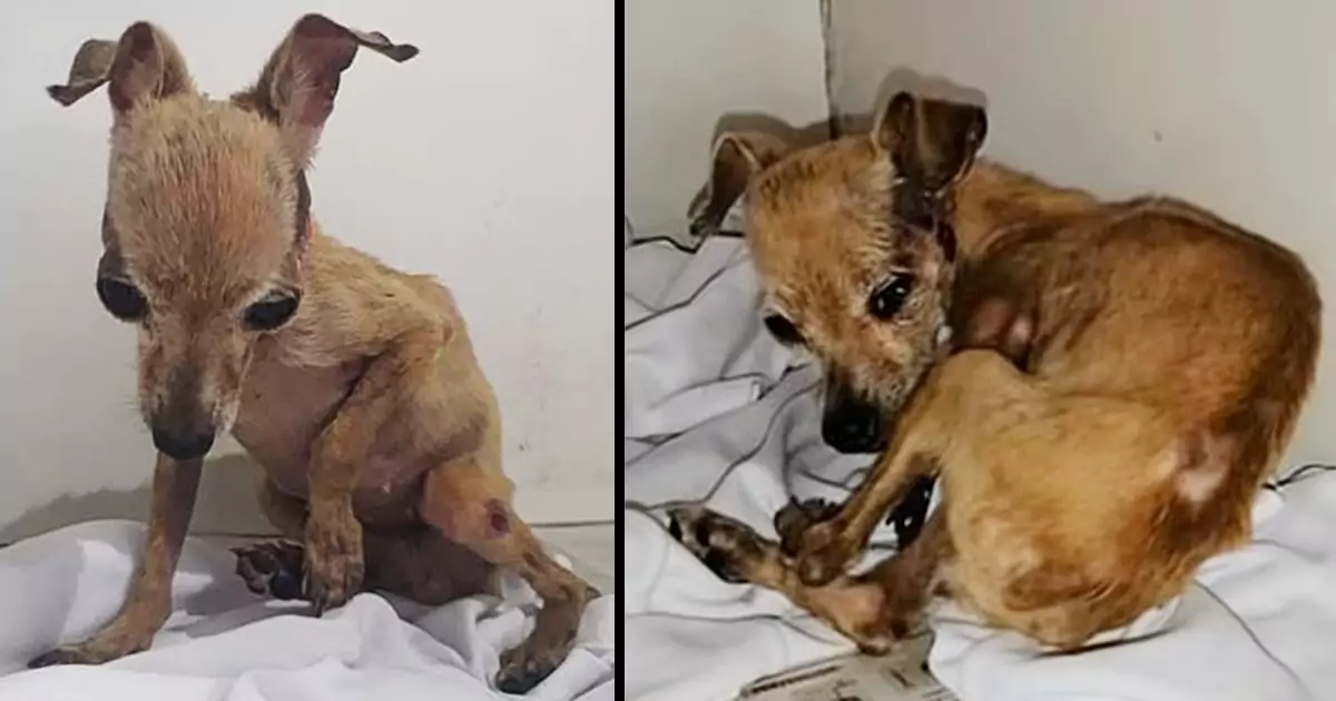 Trovata in strada in condizioni disperate, la cucciola di soli 4 mesi oggi ha una nuova famiglia e un amico speciale con cui giocare ogni giorno.