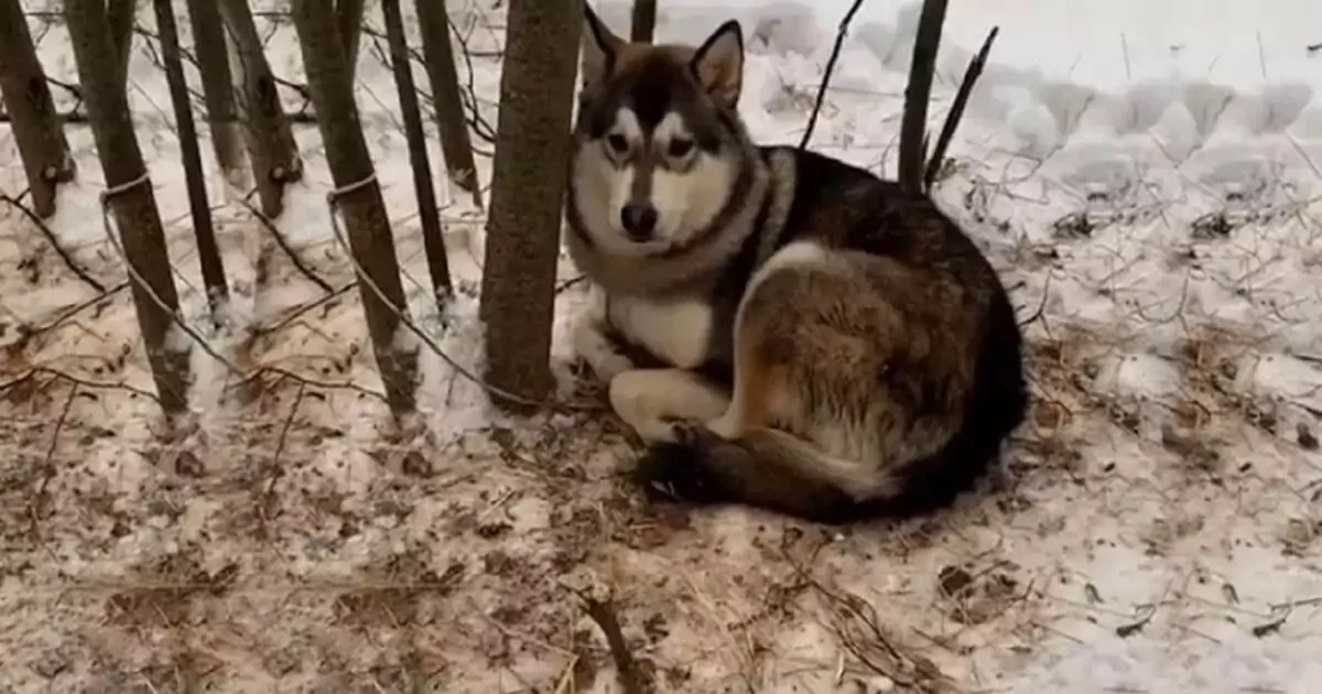 Abbandonato nel gelo e legato a un albero, Martin ha atteso invano il ritorno del suo padrone. Salvato in extremis, oggi vive felice in una nuova casa.