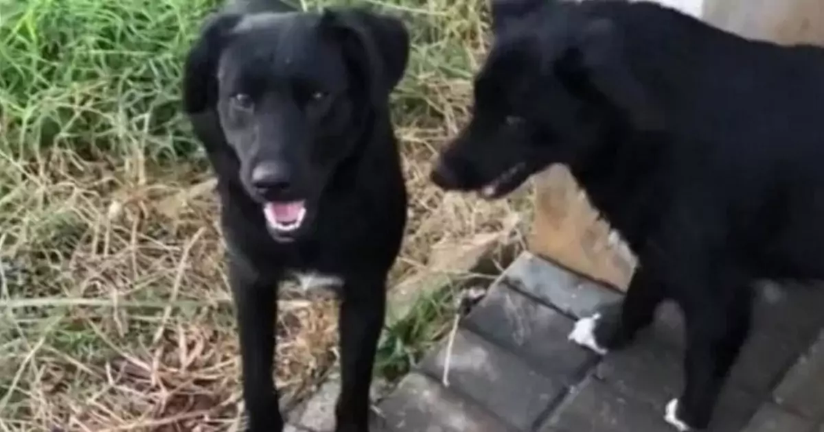 La cagnolina Farofa era sparita per ore, ma al suo ritorno ha portato con sé un altro cane identico a lei. Il video ha fatto ridere milioni di persone.