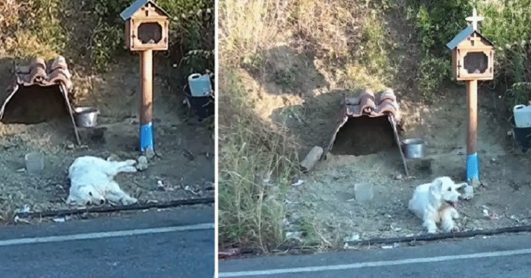 In Grecia, un cane resta per 18 mesi nel luogo dove il suo padrone ha perso la vita. Una storia di fedeltà che commuove il mondo.