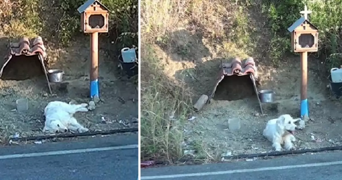 In Grecia, un cane resta per 18 mesi nel luogo dove il suo padrone ha perso la vita. Una storia di fedeltà che commuove il mondo.